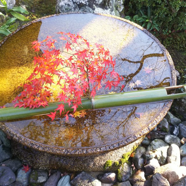 「紅葉だより」のご紹介(京都市観光協会提供)