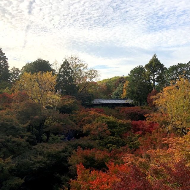 【観光情報2019】秋の東福寺