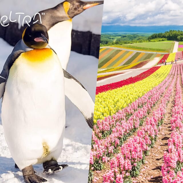 Exclusive Coupons Available for Sapporo Tours and Activities